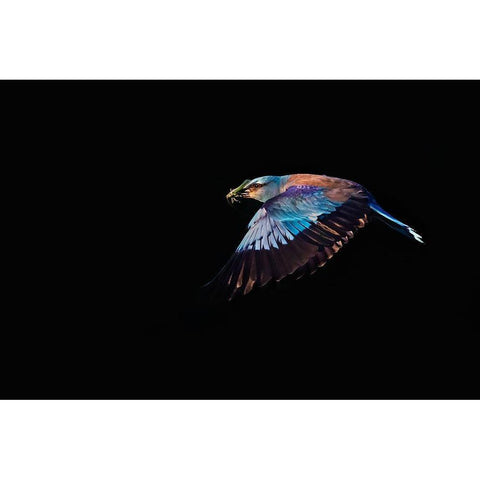 The Roller hunting White Modern Wood Framed Art Print by Chang, Phillip