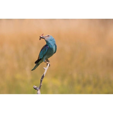 Happy Roller Black Modern Wood Framed Art Print with Double Matting by Chang, Phillip