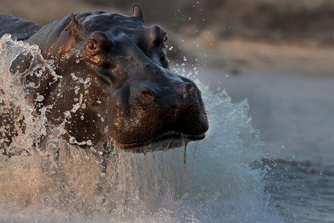 The Hippo Black Ornate Wood Framed Art Print with Double Matting by Chang, Phillip