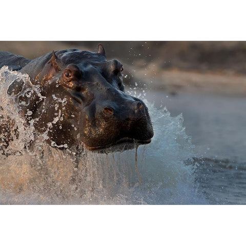 The Hippo White Modern Wood Framed Art Print by Chang, Phillip