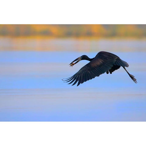 Openbill stork Gold Ornate Wood Framed Art Print with Double Matting by Chang, Phillip