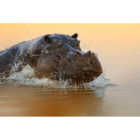 The rise of the hippo White Modern Wood Framed Art Print by Chang, Phillip