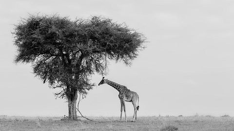 The wild White Modern Wood Framed Art Print with Double Matting by Chang, Phillip