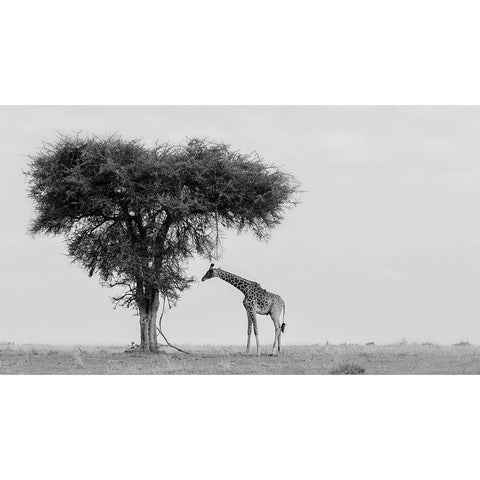 The wild Black Modern Wood Framed Art Print by Chang, Phillip