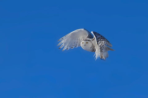 Snowy Owl White Modern Wood Framed Art Print with Double Matting by Chang, Phillip