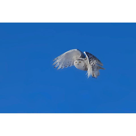 Snowy Owl Black Modern Wood Framed Art Print by Chang, Phillip