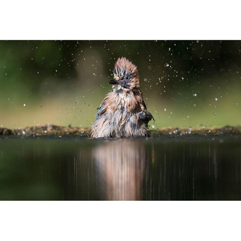 Showering Black Modern Wood Framed Art Print with Double Matting by Chang, Phillip