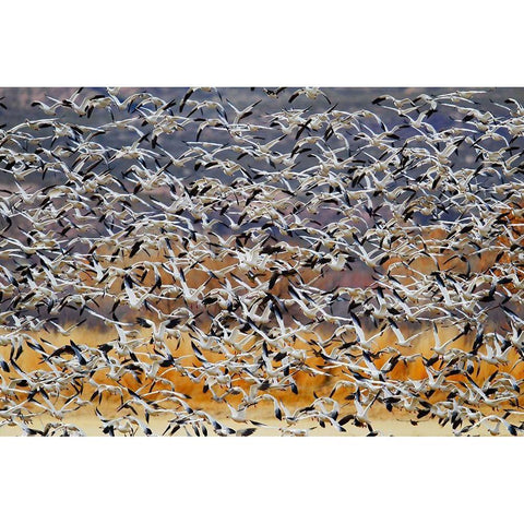 Togther White Modern Wood Framed Art Print by Chang, Phillip