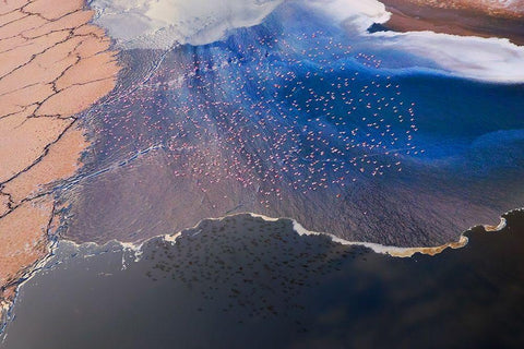 The flower Black Ornate Wood Framed Art Print with Double Matting by Chang, Phillip