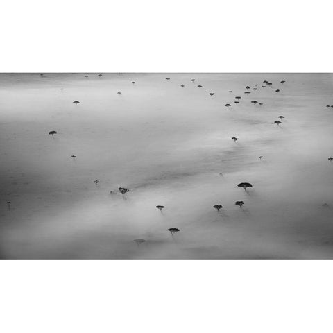 The trees White Modern Wood Framed Art Print by Chang, Phillip