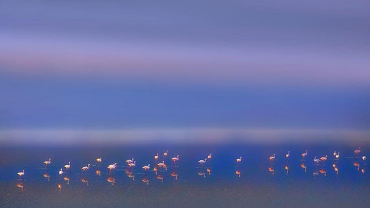 Image Only