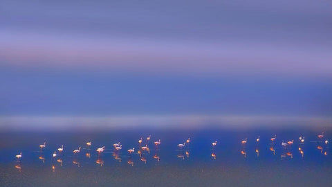 Early Morning Black Ornate Wood Framed Art Print with Double Matting by Chang, Phillip