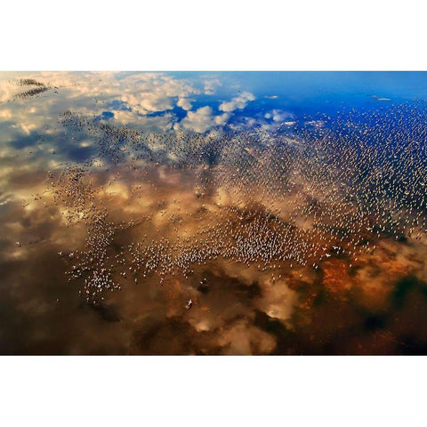 Flamingos over the clouds White Modern Wood Framed Art Print by Chang, Phillip