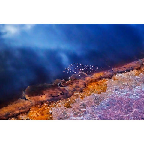 Flamingo fly over the lake Black Modern Wood Framed Art Print with Double Matting by Chang, Phillip