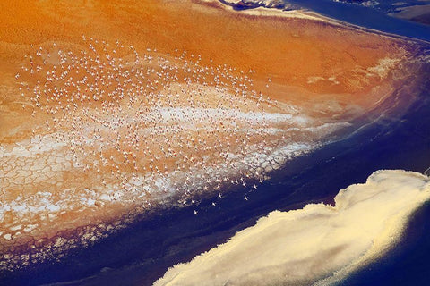 The lake and bird White Modern Wood Framed Art Print with Double Matting by Chang, Phillip