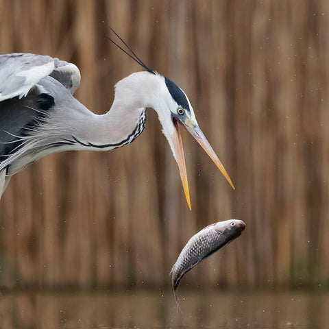 Escape Black Modern Wood Framed Art Print with Double Matting by Chang, Phillip