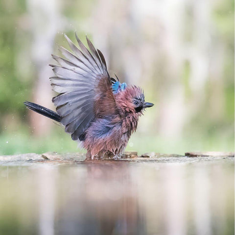 Summer day Black Modern Wood Framed Art Print by Chang, Phillip