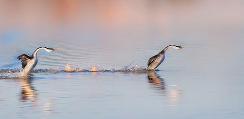 Chase After Black Ornate Wood Framed Art Print with Double Matting by Chang, Phillip