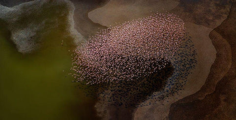 Beautiful flower Black Ornate Wood Framed Art Print with Double Matting by Chang, Phillip