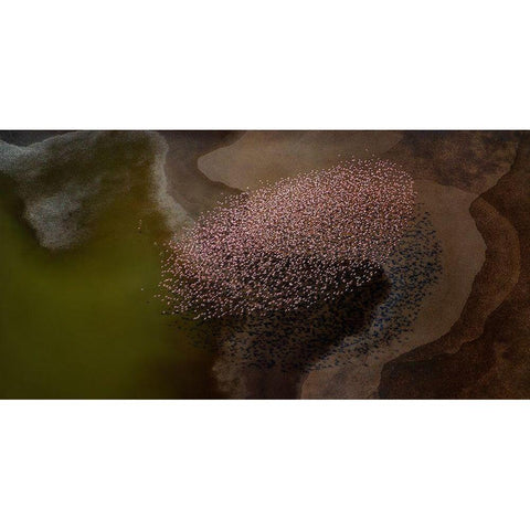 Beautiful flower Black Modern Wood Framed Art Print with Double Matting by Chang, Phillip