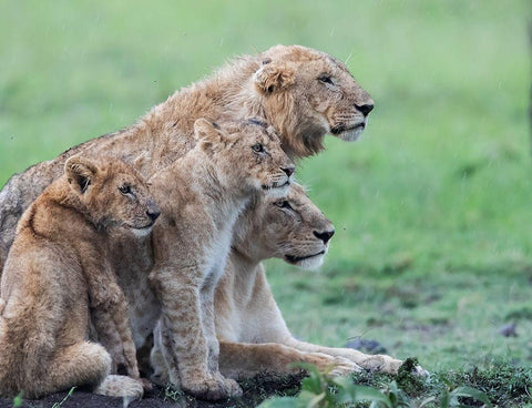 In the rain Black Ornate Wood Framed Art Print with Double Matting by Chang, Phillip
