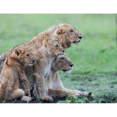 In the rain White Modern Wood Framed Art Print by Chang, Phillip