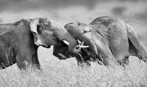 So Powerful White Modern Wood Framed Art Print with Double Matting by Chang, Phillip