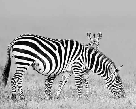 Baby and Mom White Modern Wood Framed Art Print with Double Matting by Chang, Phillip