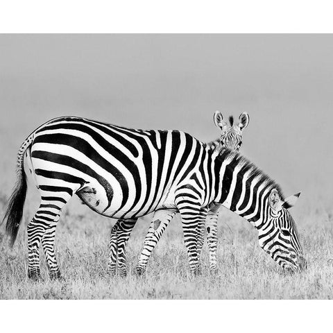 Baby and Mom Black Modern Wood Framed Art Print by Chang, Phillip