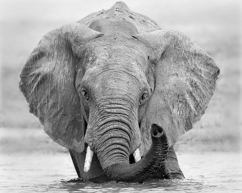 How are you White Modern Wood Framed Art Print with Double Matting by Chang, Phillip