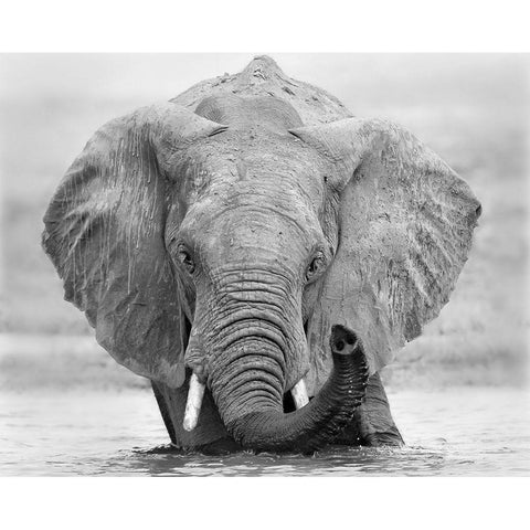 How are you Black Modern Wood Framed Art Print by Chang, Phillip