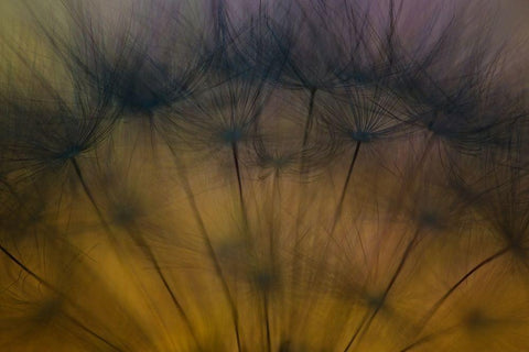 Taste of spring Black Ornate Wood Framed Art Print with Double Matting by Siegers, Ricky