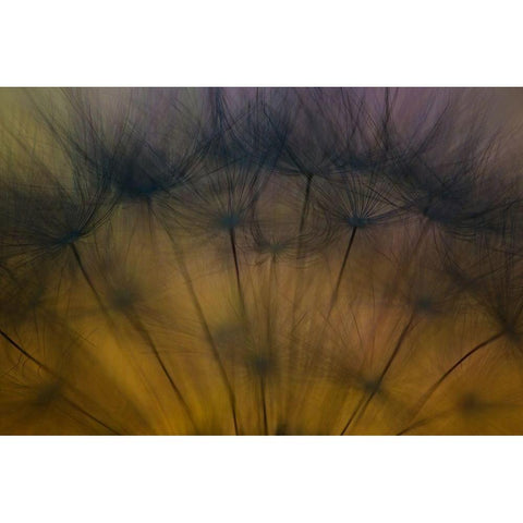 Taste of spring Black Modern Wood Framed Art Print by Siegers, Ricky