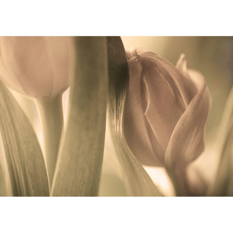 Tulips White Modern Wood Framed Art Print by Wallberg, Allan