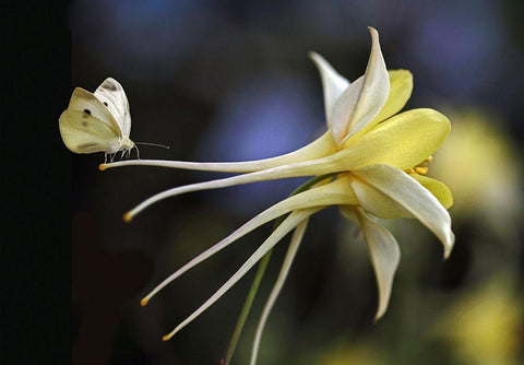 Akelei White Modern Wood Framed Art Print with Double Matting by Cseresnjes, Anna