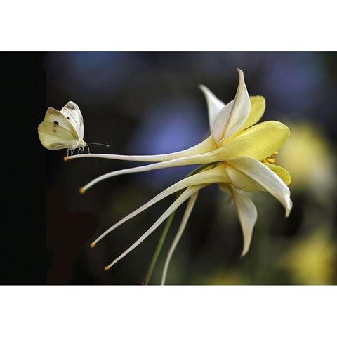 Akelei White Modern Wood Framed Art Print by Cseresnjes, Anna