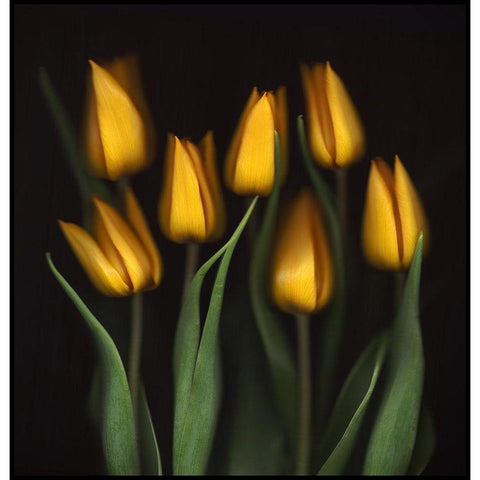 Tulips Gold Ornate Wood Framed Art Print with Double Matting by Haslam, Brian