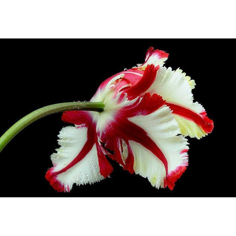 Tulipa flaming parrot White Modern Wood Framed Art Print by Gronkjar, Lotte