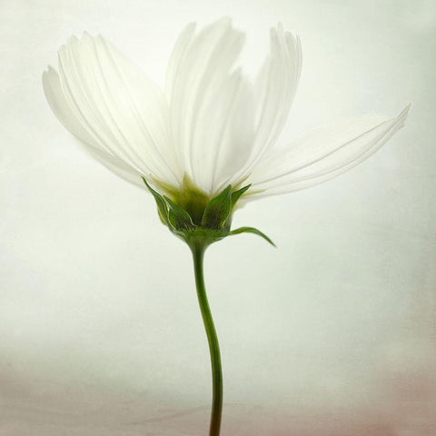 White cosmos White Modern Wood Framed Art Print by Gronkjar, Lotte