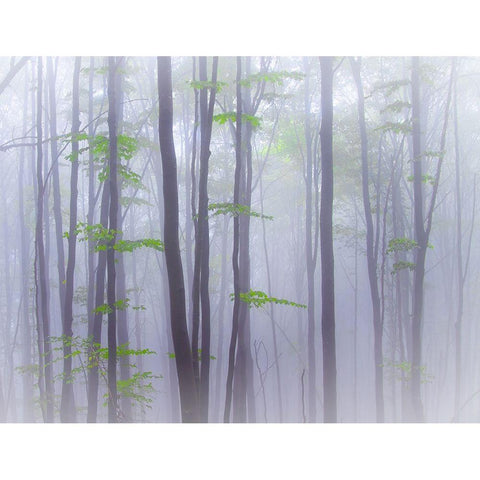 Misty Black Modern Wood Framed Art Print with Double Matting by Manzoni, Michel