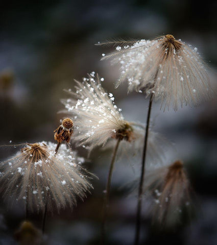 The new dress Black Ornate Wood Framed Art Print with Double Matting by Dou, Shenshen