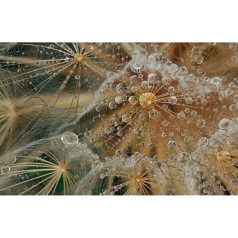 Starless White Modern Wood Framed Art Print by Filosofo, El