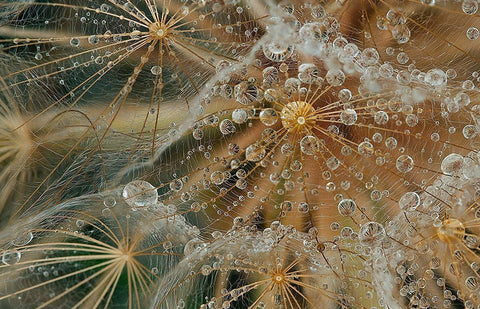 Starless Black Ornate Wood Framed Art Print with Double Matting by Filosofo, El