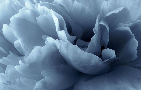 Peony petal abstract White Modern Wood Framed Art Print with Double Matting by Gronkjar, Lotte