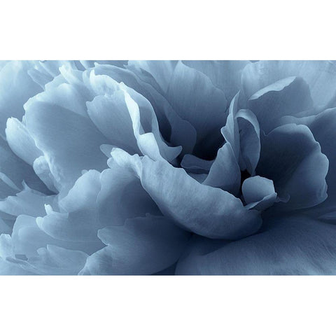 Peony petal abstract Black Modern Wood Framed Art Print by Gronkjar, Lotte