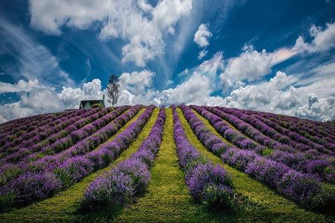 Unforgettable summer Black Ornate Wood Framed Art Print with Double Matting by Dujic LightHunter, Zoran