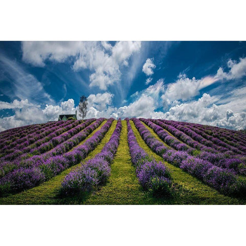 Unforgettable summer Gold Ornate Wood Framed Art Print with Double Matting by Dujic LightHunter, Zoran