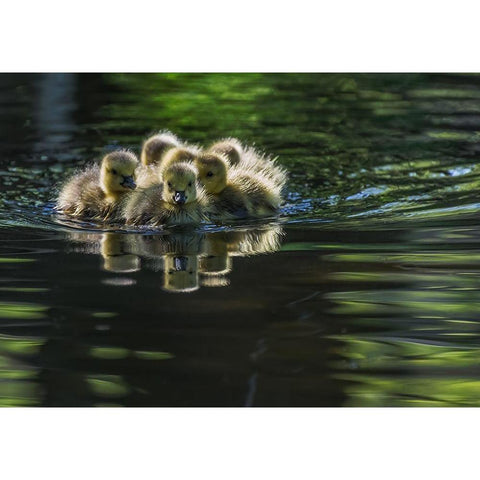 Cute Baby Canada Geese White Modern Wood Framed Art Print by Tian, Xiaobing