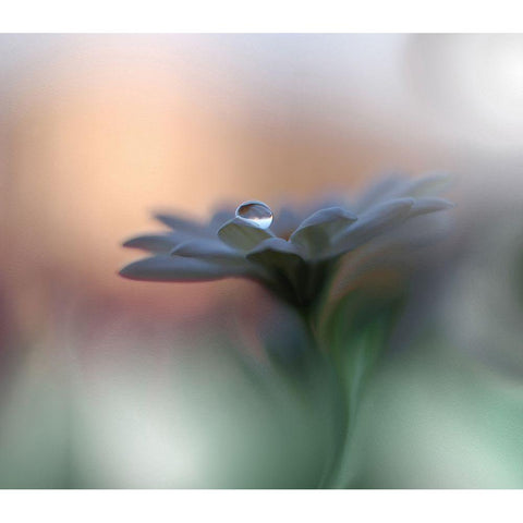 Eyes of the Light White Modern Wood Framed Art Print by Nan, Juliana