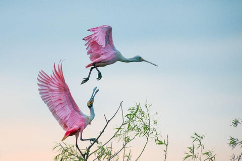 Rosy pair (Roseate Spoonbills) White Modern Wood Framed Art Print with Double Matting by Mei, C.